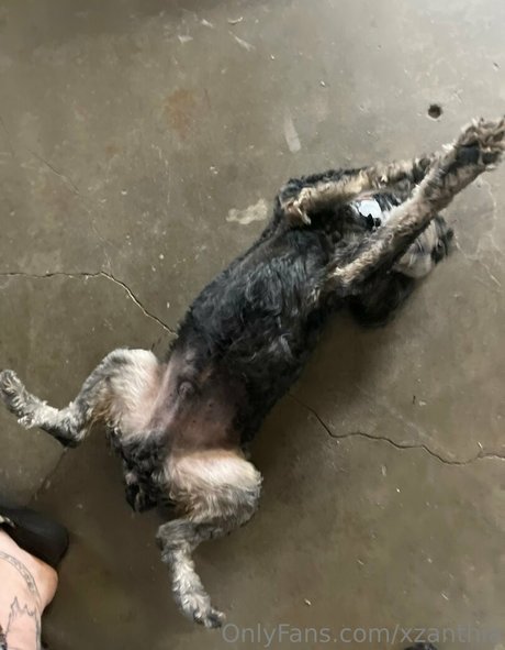 Xzanthia actriz adulta imágenes