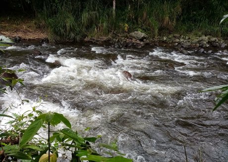 avliequeena bonita estrella archivo