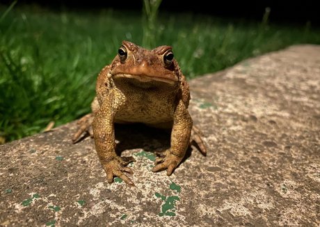 persephone27x estrella porno de arte archivo