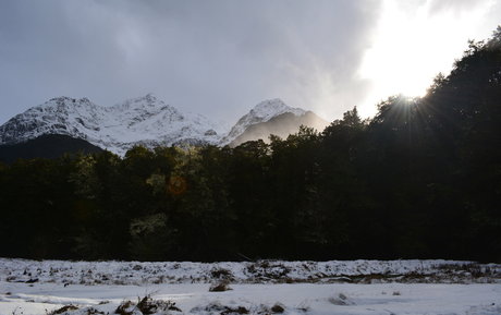 forestnymphnz meilleure étoile img