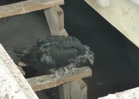 bellatrix modelo desnudo galería