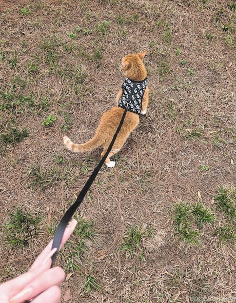 poppycarmine actrice de grande qualité image