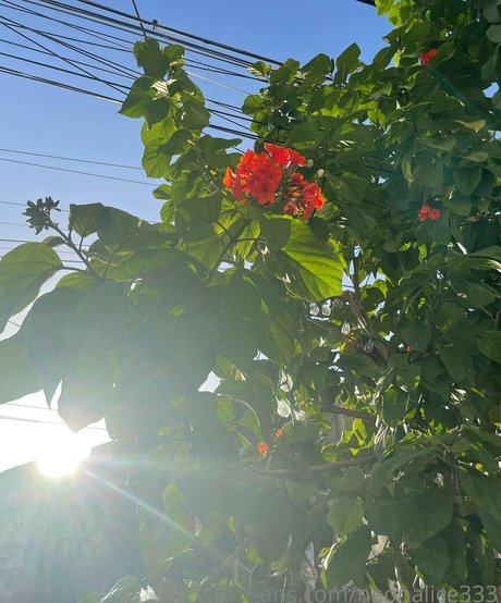 neonalice333 star du porno chaude images