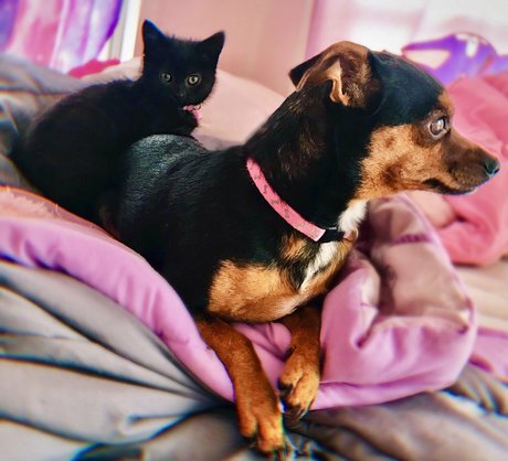 hollynicolebtch belle star du porno image