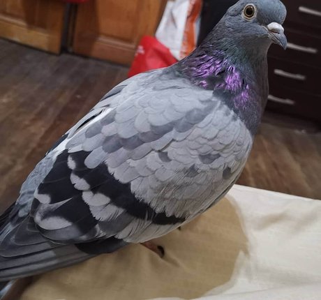 firefliesirl actriz perfecta galerías