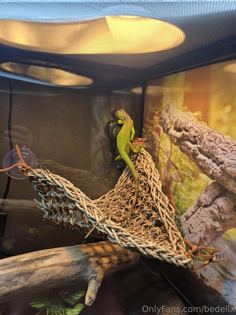 Bedellx modelo desnuda imagen