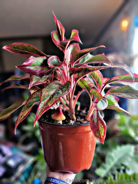 Stephanienlgeorge actrice érotique collection