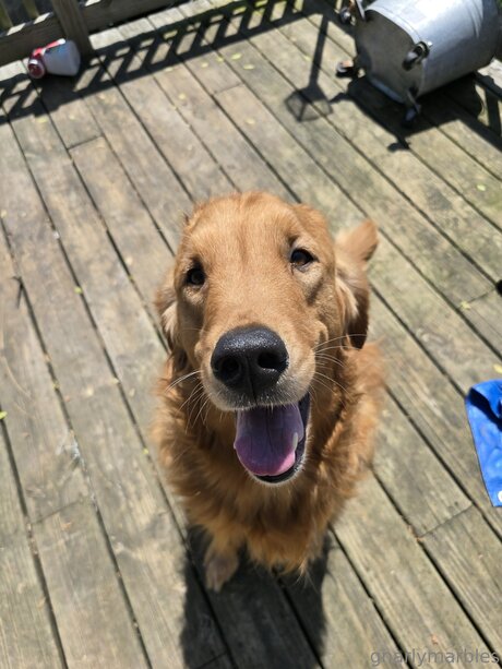 Gnarlymarbles étoile adulte galeries