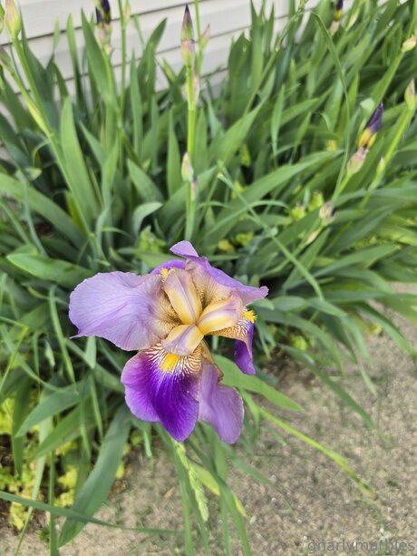 Gnarlymarbles estrella porno mejor fotos