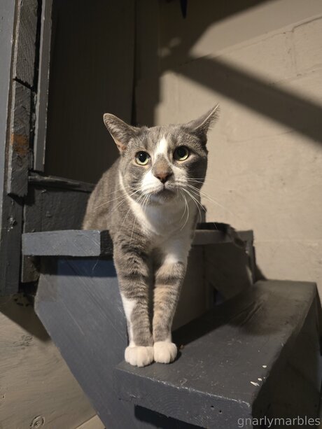 Gnarlymarbles actriz porno imagen