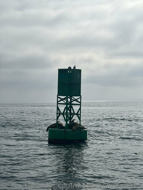 Thesavannaheleven estrella de alta definición imágenes