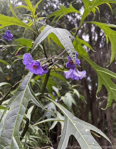 janey uncovered estrella del arte fotos