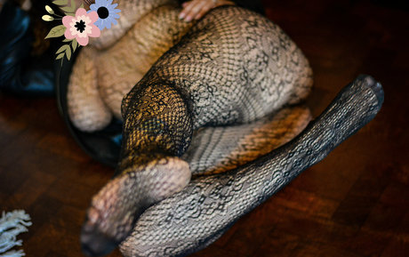 msambarkim estrella caliente galería