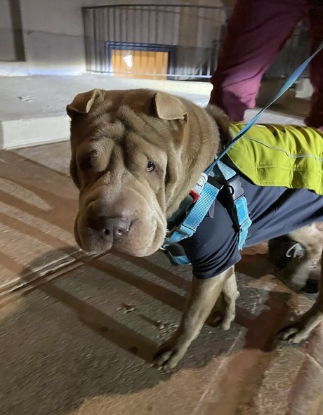 amyanderssen bonita modelo galerías