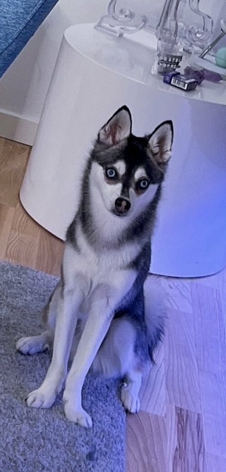 Adeline Frost estrella porno de alta calidad imagen