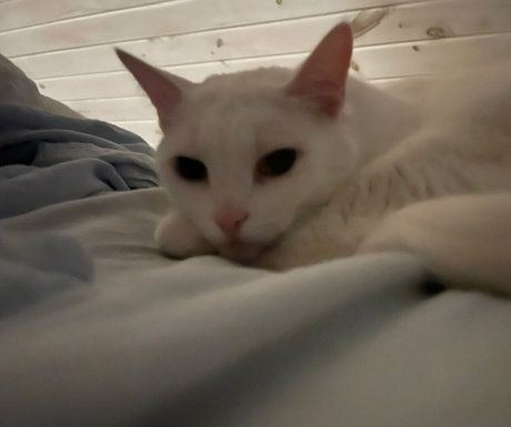 laraloxley haut modèle collection