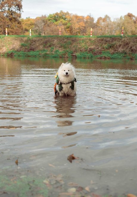 Okicospi xxx estrella porno imagen