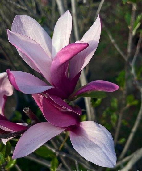 helga1 modelo libre foto