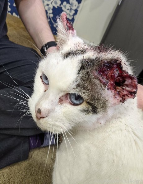 irisreigns modèle sexy images