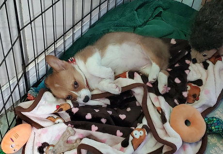 sonjahaze star du porno hd photo