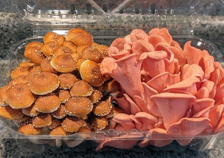 gutfuzz star du porno sexy img