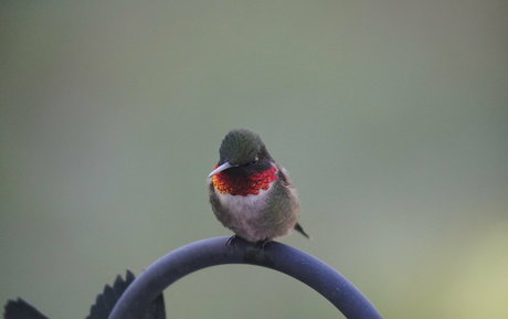 gutfuzz modèle pornographique photos