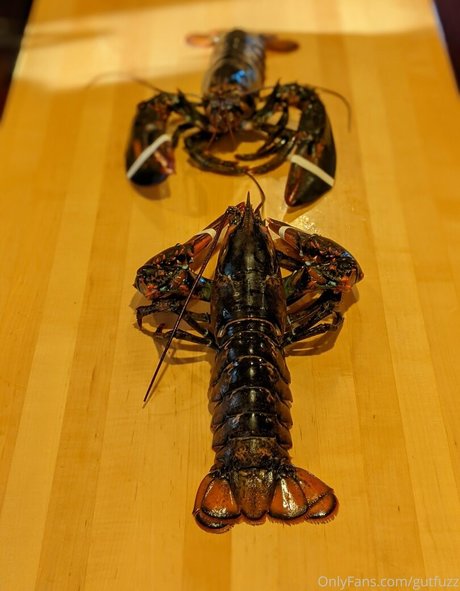 gutfuzz estrella adulta imágenes