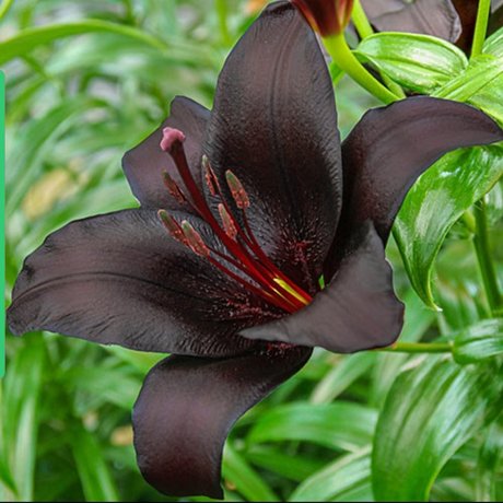 The Black Lily star art archive