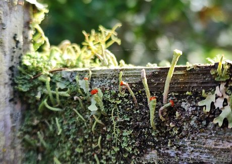 xevbellringer69 étoile exclusive photos