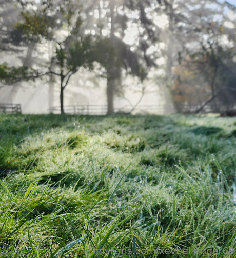 xevbellringer69 estrella agradable recopilación