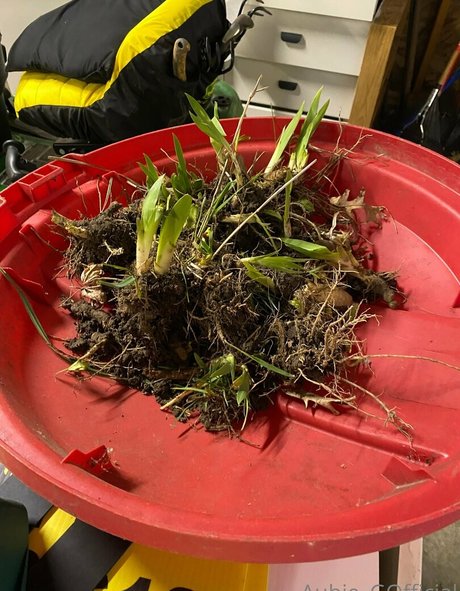 aubiegfree art de star du porno image