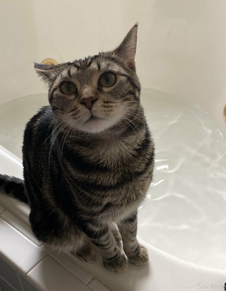 savanahroses actriz de alta definición imágenes