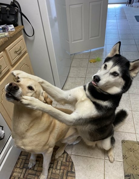 savanahroses desnudos estrella imagen