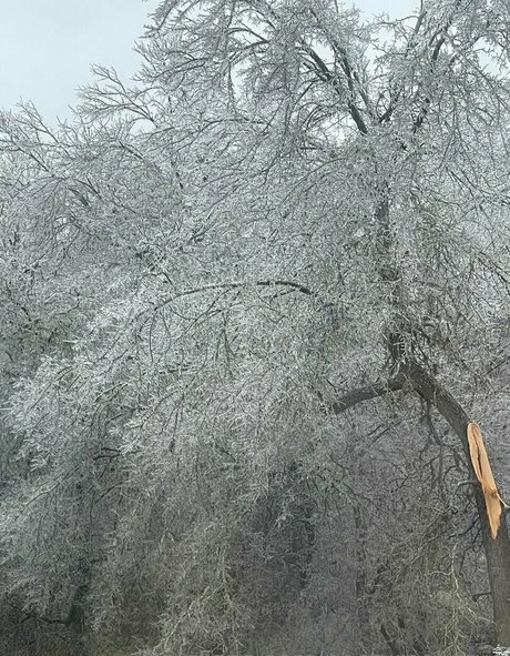 Nocturnal Virus étoile hd collection