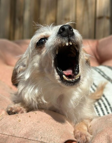 xo lilhuni xo modelo hd recopilación