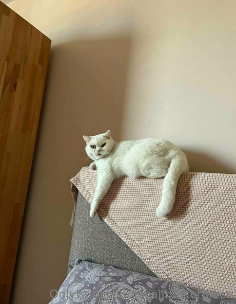 Localmasterpiece estrella de alta calidad galería