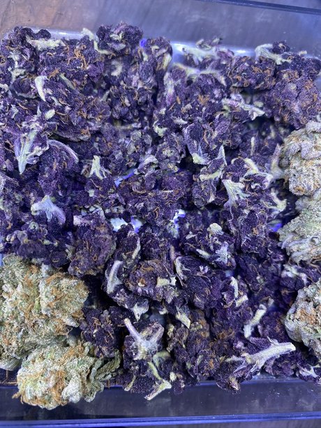 Mendocino P pornstar exclusive image
