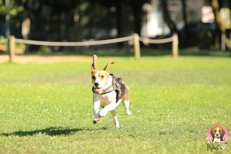 Pipas The Beagle pornstar pretty picture