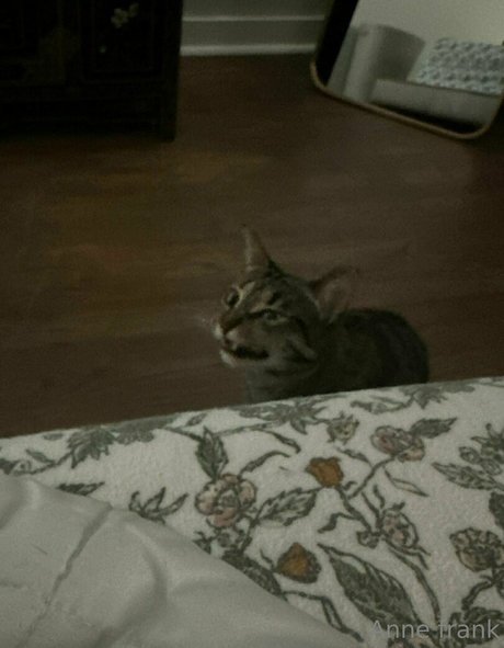 lil ann3frank modelo desnuda foto