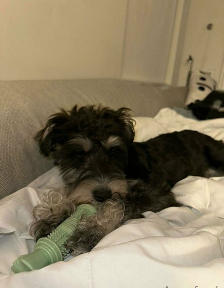 lil ann3frank estrella de alta definición archivo