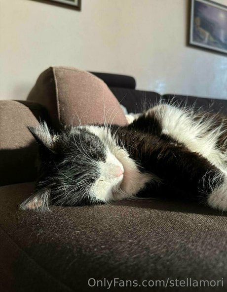 stellamori actriz sexual galerías