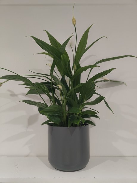 s1utty Shrubbery model sex pic