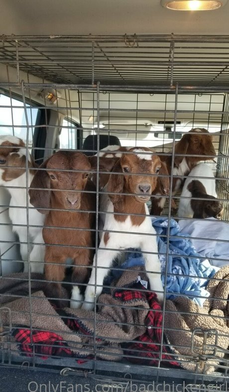 tetas asiáticas onlyfans porno bonito fotos