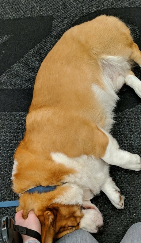 sincerelysarahtrickler star du porno adulte collection