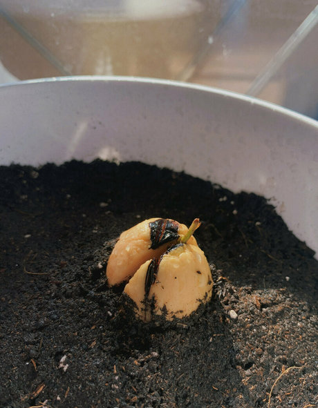 anast ass11 star exclusive photos