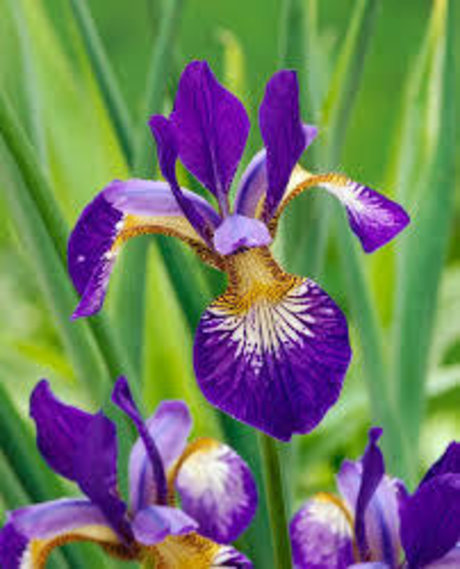 Iris CS hd model img