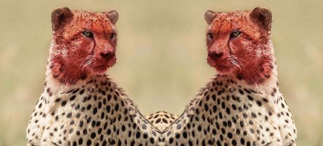 Tatted Cheetah_ hot star img