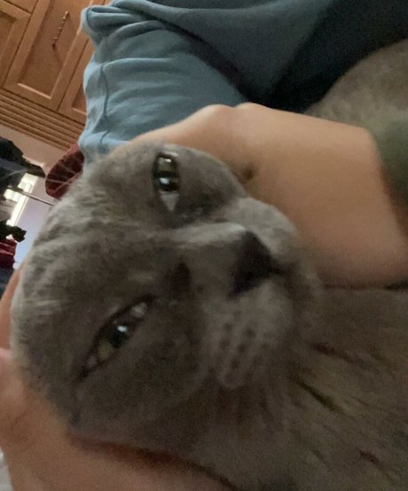 Keira Jackson actrice de sexe img