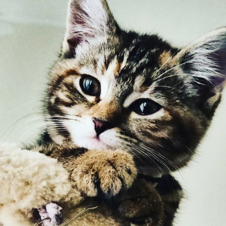 MewPaul sex model gallery