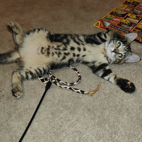 MewPaul model hot pics